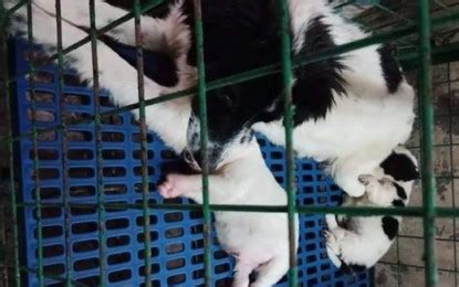 Baguio vet invites public to adopt fur babies .